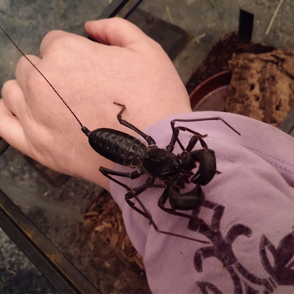 FUNDRAISER 4 RESCUE! - Picture 4 of 16